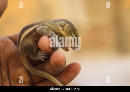 Baby Eichhörnchen hält seine Hand in menschlichen Finger. Fokussierter Finger. Gewöhnliches indisches Babyhörnchen, das auf dem Buch schläft. Hintergrund unscharf machen. Stockfoto