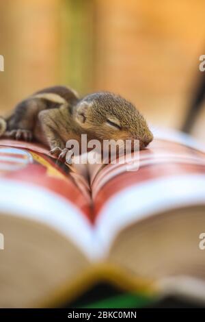 Baby Eichhörnchen schlafen auf Buch der Zoologie, Common indian Baby Eichhörnchen schlafen auf dem Buch. Hintergrund unscharf machen. Stockfoto