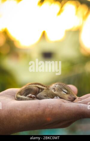 Baby Eichhörnchen schlafen auf menschlicher Hand, Blur-Effekt. Gewöhnliches indisches Babyhörnchen, das auf dem Buch schläft. . Stockfoto