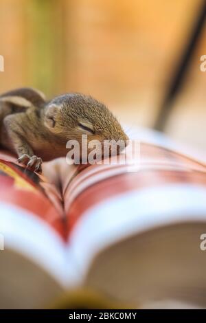 Baby Eichhörnchen schlafen auf Buch der Zoologie, Common indian Baby Eichhörnchen schlafen auf dem Buch. Hintergrund unscharf machen. Stockfoto