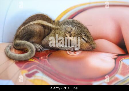 Baby Eichhörnchen schlafen auf Buch der Zoologie, Common indian Baby Eichhörnchen schlafen auf dem Buch. Hintergrund unscharf machen. Stockfoto