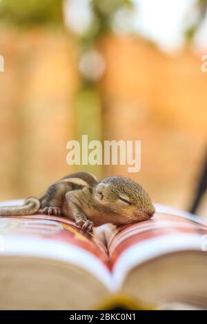 Baby Eichhörnchen schlafen auf Buch der Zoologie, Common indian Baby Eichhörnchen schlafen auf dem Buch. Hintergrund unscharf machen. Stockfoto