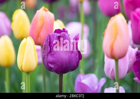 New York, New York, USA. Mai 2020. 3. Mai 2020 - New York, NY, Vereinigte Staaten: Tulpen im Wintergarten im Central Park von New York City. Quelle: Michael Brochstein/ZUMA Wire/Alamy Live News Stockfoto