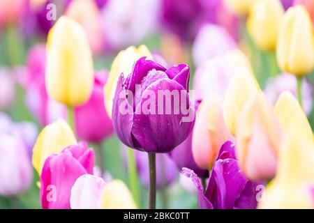 New York, New York, USA. Mai 2020. 3. Mai 2020 - New York, NY, Vereinigte Staaten: Tulpen im Wintergarten im Central Park von New York City. Quelle: Michael Brochstein/ZUMA Wire/Alamy Live News Stockfoto