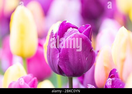 New York, New York, USA. Mai 2020. 3. Mai 2020 - New York, NY, Vereinigte Staaten: Tulpen im Wintergarten im Central Park von New York City. Quelle: Michael Brochstein/ZUMA Wire/Alamy Live News Stockfoto