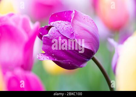 New York, New York, USA. Mai 2020. 3. Mai 2020 - New York, NY, Vereinigte Staaten: Tulpen im Wintergarten im Central Park von New York City. Quelle: Michael Brochstein/ZUMA Wire/Alamy Live News Stockfoto