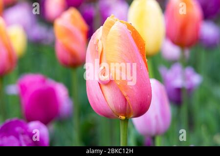 New York, New York, USA. Mai 2020. 3. Mai 2020 - New York, NY, Vereinigte Staaten: Tulpen im Wintergarten im Central Park von New York City. Quelle: Michael Brochstein/ZUMA Wire/Alamy Live News Stockfoto