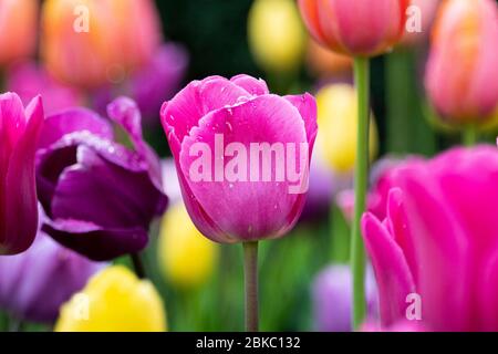 New York, New York, USA. Mai 2020. 3. Mai 2020 - New York, NY, Vereinigte Staaten: Tulpen im Wintergarten im Central Park von New York City. Quelle: Michael Brochstein/ZUMA Wire/Alamy Live News Stockfoto