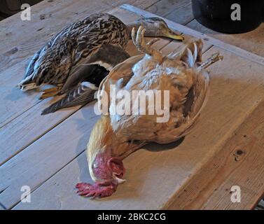 Spiel, Ente, Huhn bereit, zum Abendessen vorbereitet werden, in einer großen Küche Stockfoto