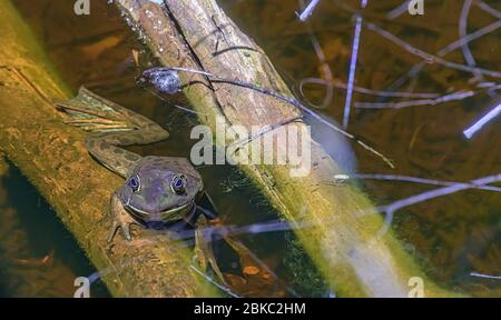 webfoot Stierfrosch im Wasser hängt an einem kleinen Baumstamm. Stockfoto