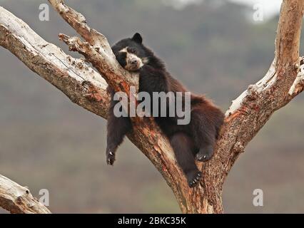 Brillenbär (Tremarctos ornatus) Erwachsener schläft im Baum im Rehabilitationszentrum Chaparri, Peru Februar Stockfoto