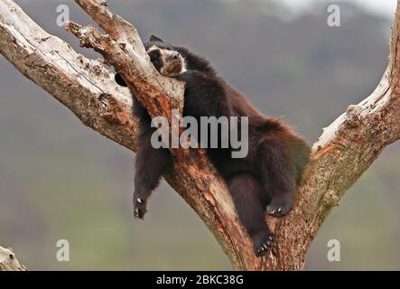 Brillenbär (Tremarctos ornatus) Erwachsener schläft im Baum im Rehabilitationszentrum Chaparri, Peru Februar Stockfoto