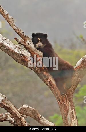 Brillenbär (Tremarctos ornatus) Erwachsener, der im Baum im Rehabilitationszentrum Chaparri, Peru, im Februar ruht Stockfoto