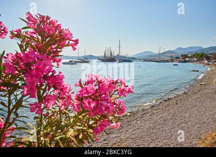 Blick auf die Marina Gumusluk Bodrum, Segelboote und Yachten in Bodrum Stadt, Stadt der Türkei. Küste und Küste der Ägäis mit Yachten und Booten Stockfoto