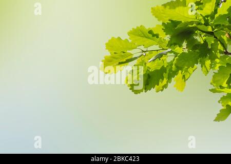 Grüne Eiche Blätter Zweig mit unfokussed Hintergrund Stockfoto