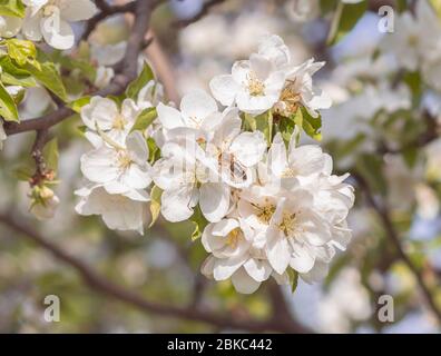 Honigbiene auf Apfelblüten Stockfoto