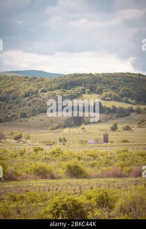 Romantische Frühling Weinberg Landschaft in Pezinok Stockfoto