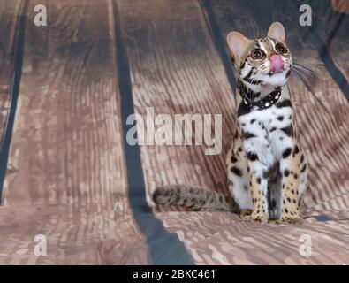 asiatische Leopardenkatze sehr freundlich und verspielt in frankreich im Hintergrund Stockfoto