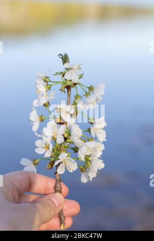 Menschenhand hält Blütenkirschzweig hoch Stockfoto