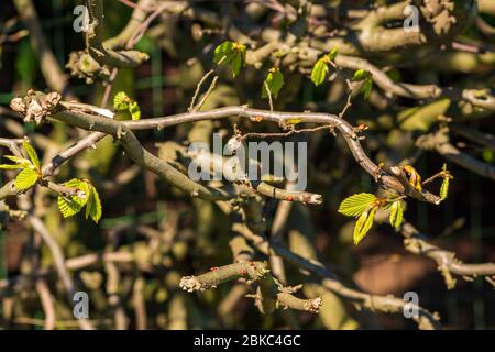 Vorboten des Frühlings: Frische Triebe eines Baumes mit grünen, kleinen Blättern im Sonnenlicht Stockfoto