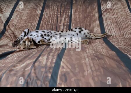 asiatische Leopardenkatze sehr freundlich und verspielt in frankreich im Hintergrund Stockfoto