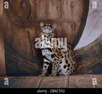 asiatische Leopard Katze sehr freundlich und verspielt in frankreich auf Hintergrund Frühlingsblume Stockfoto