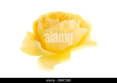 Gelbe Rose auf weißem Hintergrund, helle Pastellfarbe, große Blume isoliert auf Weiß Stockfoto