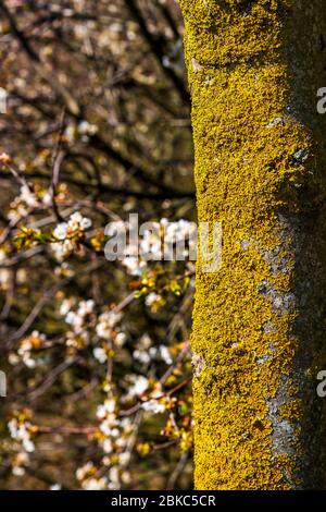 Baumstamm mit Flechten auf der rechten Seite bedeckt, Blumen der wilden Kirsche im verschwommenen Hintergrund auf der linken Seite davon Stockfoto