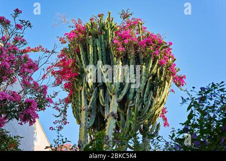 Ein riesiger Kaktus in Form eines Baumes, der in roten Blumen blüht, wächst in einem Wohngebiet der Stadt Bodrum, Türkei Stockfoto