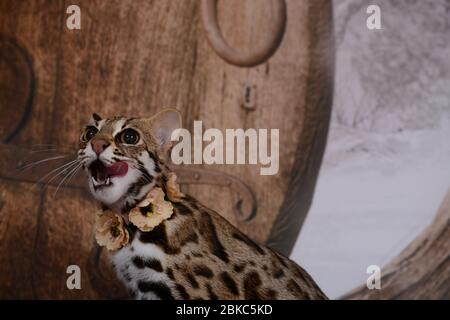 asiatische Leopardenkatze sehr freundlich und verspielt in frankreich auf Hintergrundzunge Stockfoto