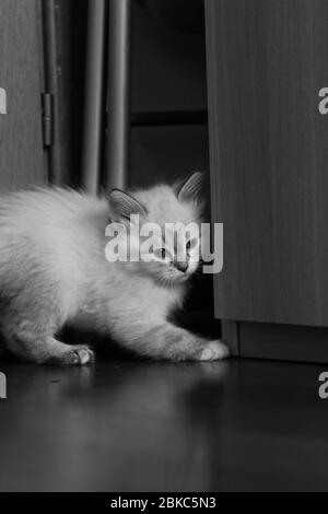 Eine Katze auf einer Holzfläche, Kätzchen von sibirischen Tieren Stockfoto