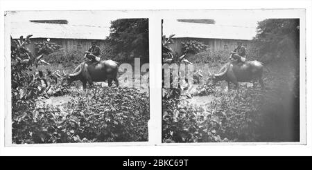 Mann hockend auf einem Wasserbüffel Pasten in einem Wasserfeld in Kambodscha. Stereoskopische Fotografie um 1910. Bild auf trockener Glasplatte aus der Sammlung Herry W. Schaefer. Stockfoto