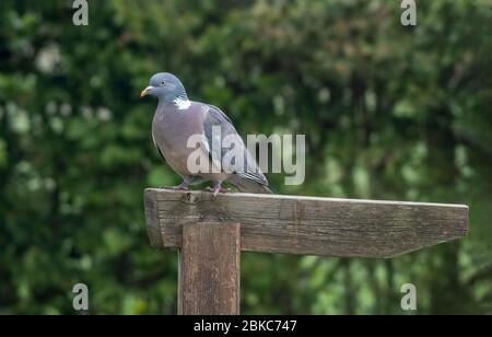 Gewöhnliche Holztaube Columba palumbus steht auf einem leeren Holzschild Stockfoto
