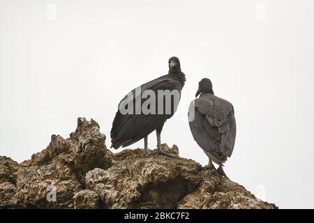 Schwarze Geier auf einer Klippe Stockfoto