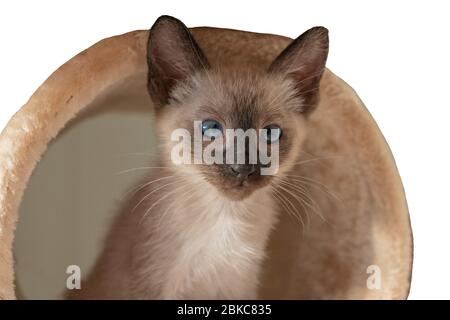 Reinrassige 2 Monate alte Siamkatze mit blauen Mandelförmigen Augen auf beigefarbenem Spielplatzhintergrund. Kleine Kätzchen legen. Konzepte von Haustieren spielen sich versteckt Stockfoto