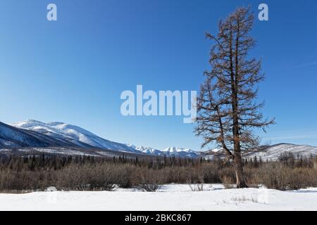 Einsamer Baum in mongolischer Winterlandschaft Stockfoto