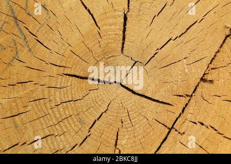 Jahresringe an einem frischen Schnitt eines Baumes Stockfoto