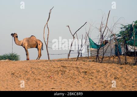 Einsames Kamel bei pushkar Messe rajasthan indien Stockfoto