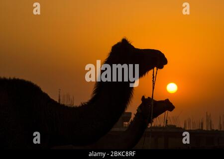 Silhouette Kamel Porträt bei pushkar Stockfoto
