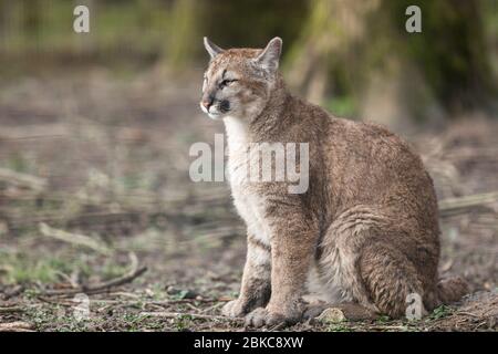 Porträt eines Puma im Wald Stockfoto