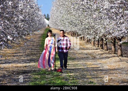 Junge ethnische asiatische Paar macht Selfies in den Blüten eines Mandelplantagen in Kalifornien Central Valley, Sacramento, Wochen vor der Hochzeit Stockfoto