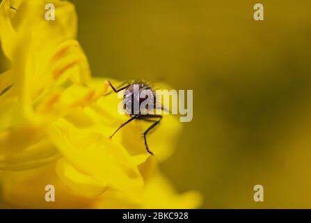 Fliegen auf gelber Blume sitzend Stockfoto