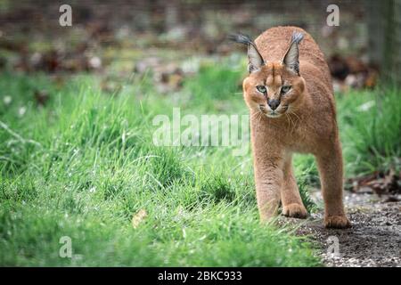 Caracal im Wald Stockfoto