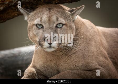 Porträt eines Puma im Wald Stockfoto