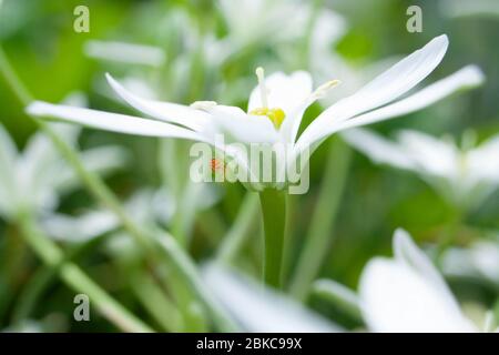 Kleine Spinne webt ein Netz auf einer schönen weißen Blume im Garten Stockfoto