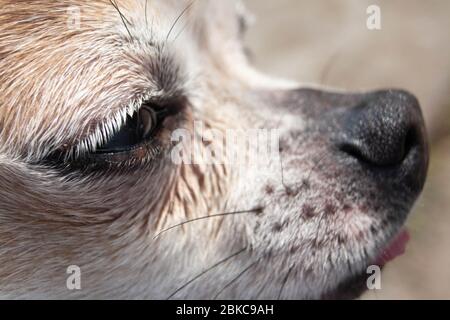 Chihuahua smart Look Nahaufnahme mit schwarzen Augen Stockfoto