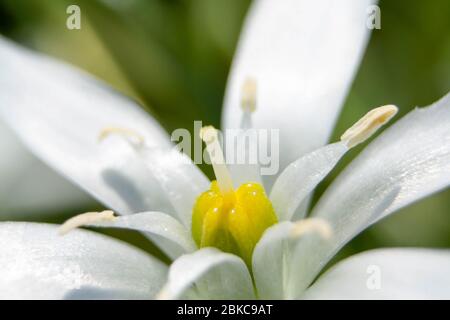 Weiße Blume mit schönen gelben Staubgefäßen im Frühlingsgarten Stockfoto