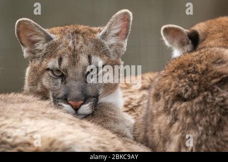Porträt eines Puma im Wald Stockfoto