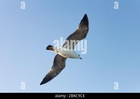 Möwe hoch in den Himmel. Stockfoto