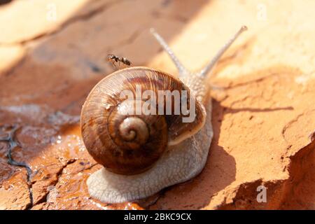 Eine Schnecke mit einer Ameise auf dem Rücken kriecht an einer Ziegelwand Stockfoto